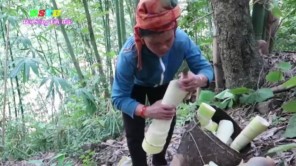 Lên Tây Bắc hái măng tre khủng về làm măng chua (phần 2)
