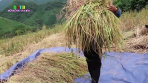 Gặt lúa nương xa - Cách đập lua cổ xưa của người Thái (phần 1)