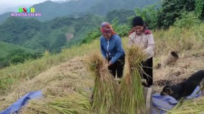 Gặt lúa nương xa - Cách đập lua cổ xưa của người Thái (phần 2)