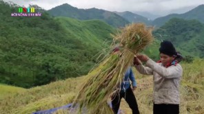 Gặt lúa nương xa - Cách đập lua cổ xưa của người Thái (phần 3)