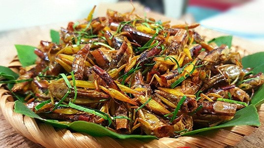 Lên Tây Bắc ăn châu chấu xào măng (phần 1)