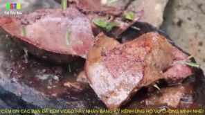 Gan lợn kẹp lá mắc mật nướng đá siêu ngon (phần 2)