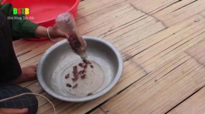 Lên Tây Bắc thưởng thức món bọ xít rang với nước măng chua (phần 2)