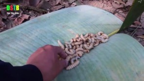 Lên Tây Bắc ăn gỏi sâu nhảy (phần 2)