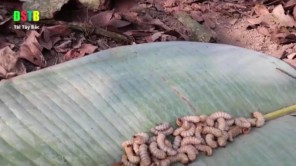 Lên Tây Bắc ăn gỏi sâu nhảy (phần 1)