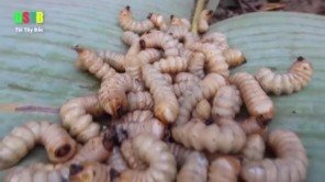 Lên Tây Bắc ăn gỏi sâu nhảy (phần 3)