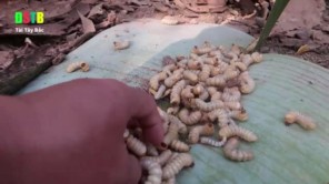 Lên Tây Bắc ăn gỏi sâu nhảy (phần 4)