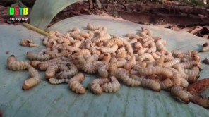 Lên Tây Bắc ăn gỏi sâu nhảy (phần 5)