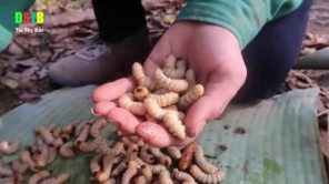 Lên Tây Bắc ăn gỏi sâu nhảy (phần 6)