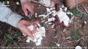 Đi bãy chuột rừng (phần 1)