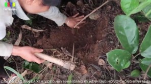 Đi bẫy chuột rừng (phần 3)