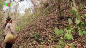 Vào rừng lay tìm bắt tổ kiến về làm gỏi (phần 1)