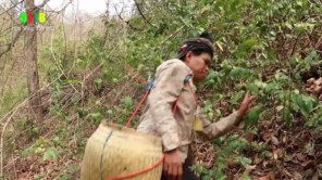 Vào rừng lay tìm bắt tổ kiến về làm gỏi (phần 2)