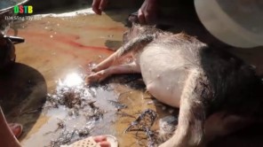 Mổ lợn bản nuôi 5 năm (phần 1)