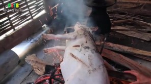 Mổ lợn bản nuôi 5 năm (phần 2)