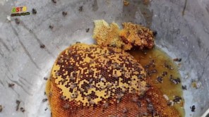 Lấy mật ong ban ngày (Phần 5)