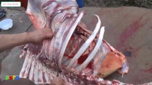 Lên Tây Bắc xem lọc thịt bò không sót thịt (Phần 1)