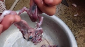 Lên Tây Bắc ăn thịt cóc tía (phần 3)