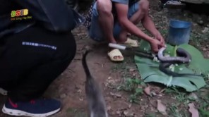 Lẩu rắn hổ mang (Phần 3)