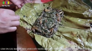 Lên Tây Bắc ăn thịt nhái (Phần 2)