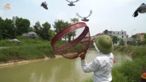 Độc đáo hội chim bồ câu đưa thư 700 năm chỉ có ở Kinh Bắc 6