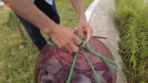 Độc đáo hội chim bồ câu đưa thư 700 năm chỉ có ở Kinh Bắc 15