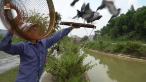 Độc đáo hội chim bồ câu đưa thư 700 năm chỉ có ở Kinh Bắc 16