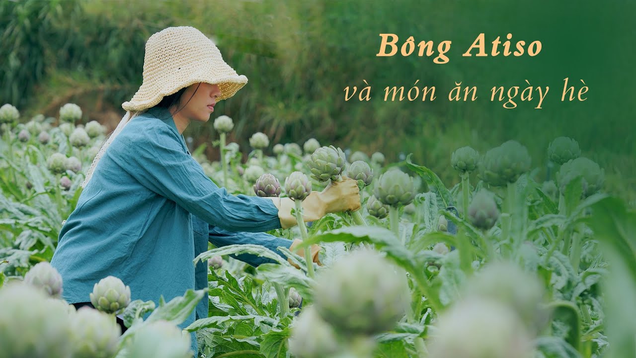 Một ngày chăm chỉ thu hoạch hoa Atiso