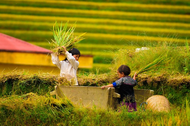 Đi gặt cùng mẹ